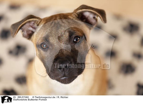 Staffordshire Bullterrier Portrait / Staffordshire Bull Terrier Portrait / RR-57080