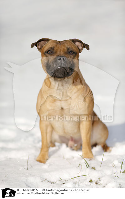 sitzender Staffordshire Bullterrier / RR-65015
