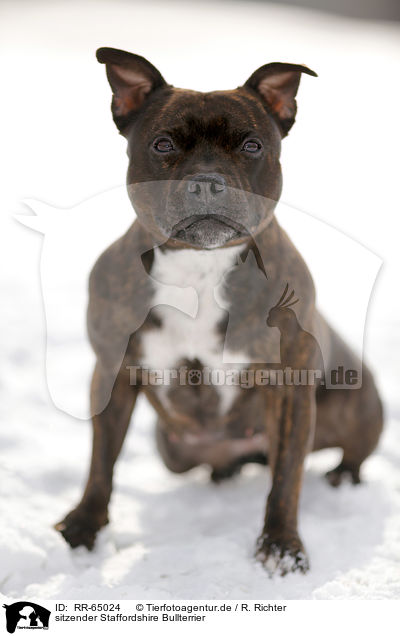 sitzender Staffordshire Bullterrier / RR-65024
