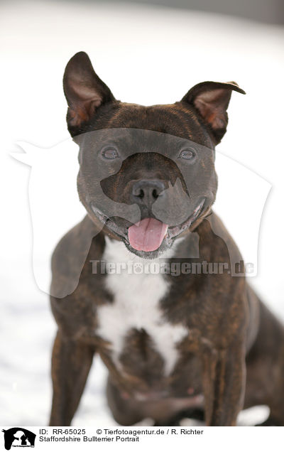 Staffordshire Bullterrier Portrait / RR-65025