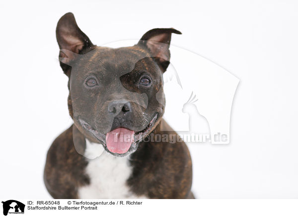 Staffordshire Bullterrier Portrait / RR-65048