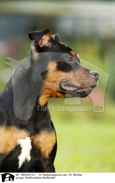 junger Staffordshire Bullterrier / RR-84314