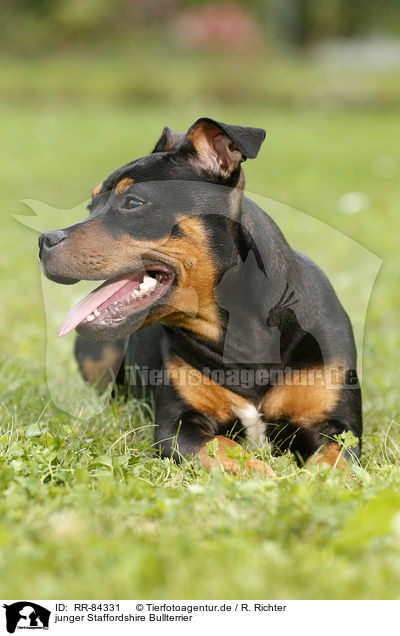 junger Staffordshire Bullterrier / RR-84331