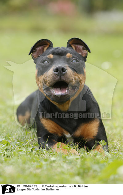 junger Staffordshire Bullterrier / RR-84332