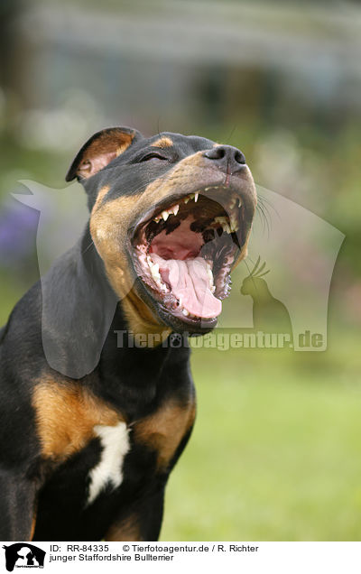 junger Staffordshire Bullterrier / RR-84335