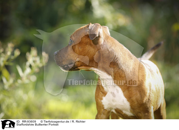 Staffordshire Bullterrier Portrait / RR-93609
