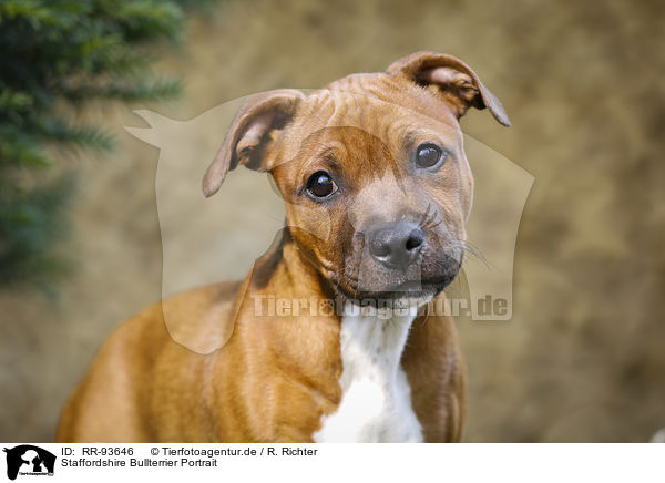 Staffordshire Bullterrier Portrait / RR-93646