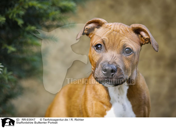 Staffordshire Bullterrier Portrait / RR-93647