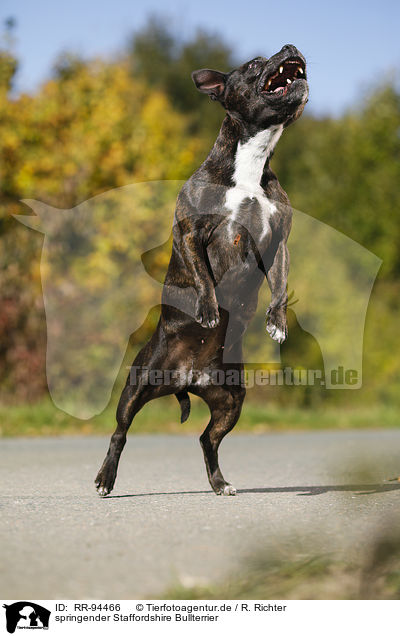 springender Staffordshire Bullterrier / RR-94466