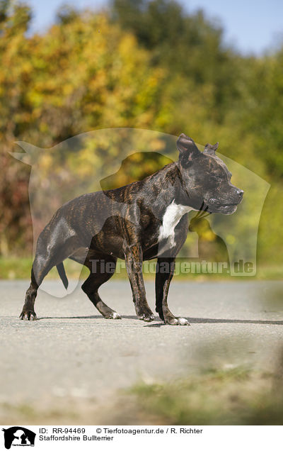Staffordshire Bullterrier / RR-94469