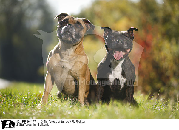 2 Staffordshire Bullterrier / RR-94477