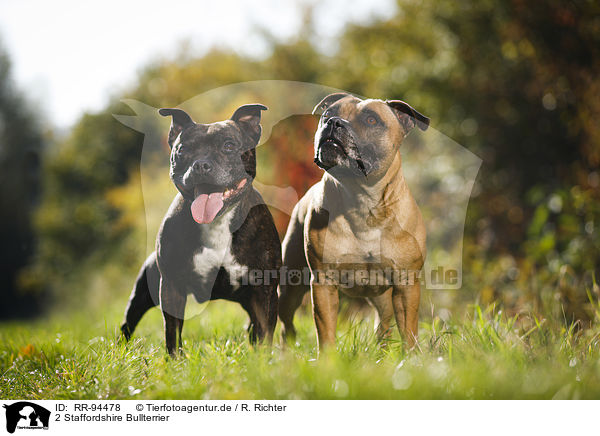 2 Staffordshire Bullterrier / RR-94478