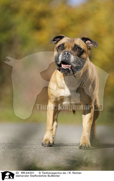 stehender Staffordshire Bullterrier / RR-94491