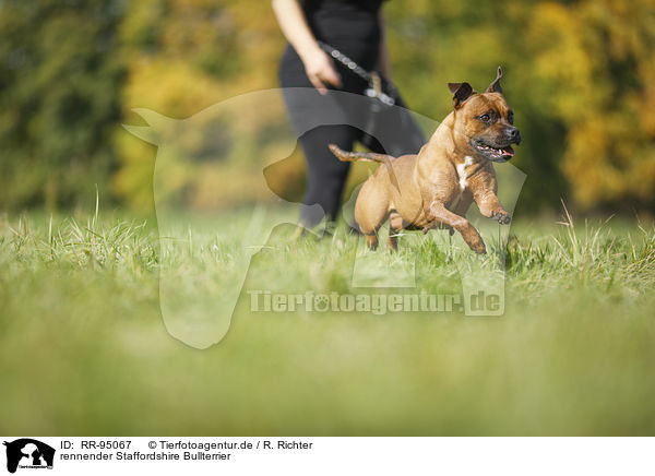 rennender Staffordshire Bullterrier / running Staffordshire Bull Terrier / RR-95067