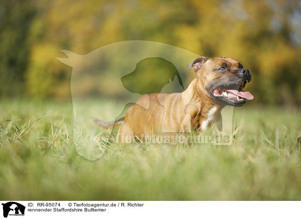 rennender Staffordshire Bullterrier / running Staffordshire Bull Terrier / RR-95074