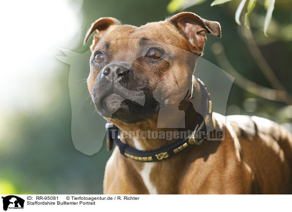 Staffordshire Bullterrier Portrait / RR-95081