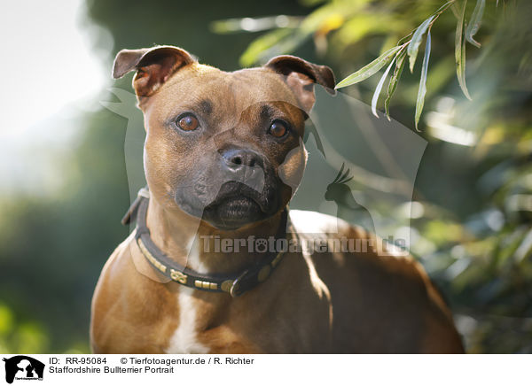 Staffordshire Bullterrier Portrait / RR-95084