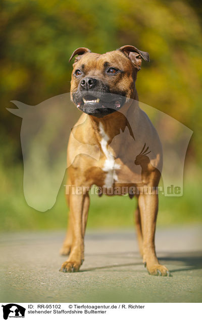 stehender Staffordshire Bullterrier / RR-95102