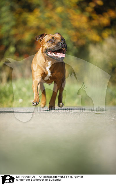 rennender Staffordshire Bullterrier / RR-95106
