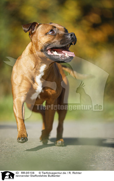 rennender Staffordshire Bullterrier / RR-95108