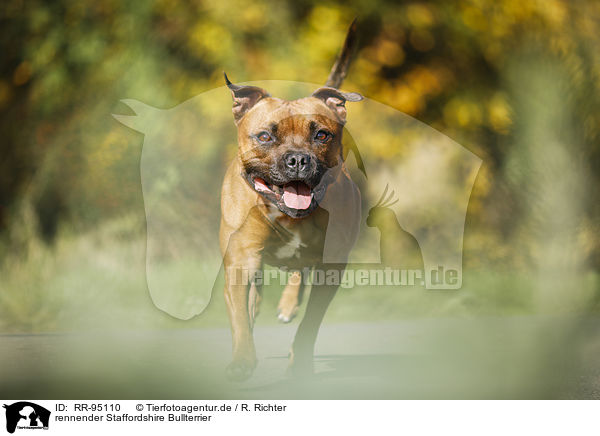 rennender Staffordshire Bullterrier / RR-95110