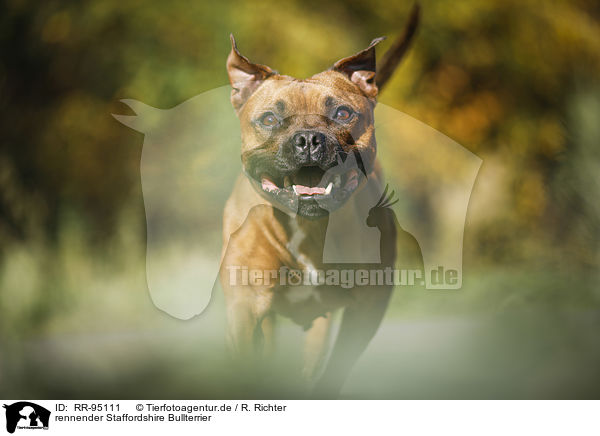 rennender Staffordshire Bullterrier / RR-95111