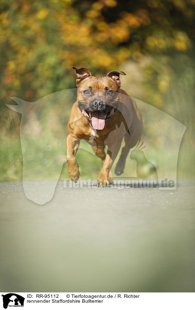 rennender Staffordshire Bullterrier / RR-95112