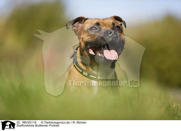 Staffordshire Bullterrier Portrait / RR-95116
