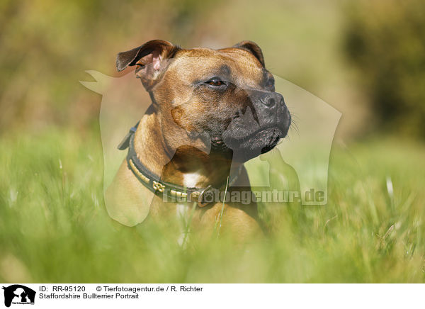 Staffordshire Bullterrier Portrait / RR-95120