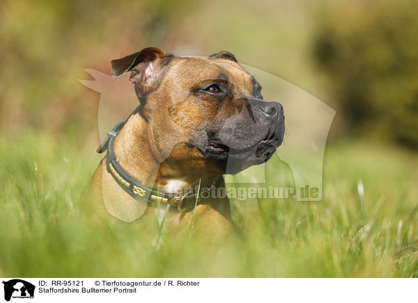 Staffordshire Bullterrier Portrait / RR-95121