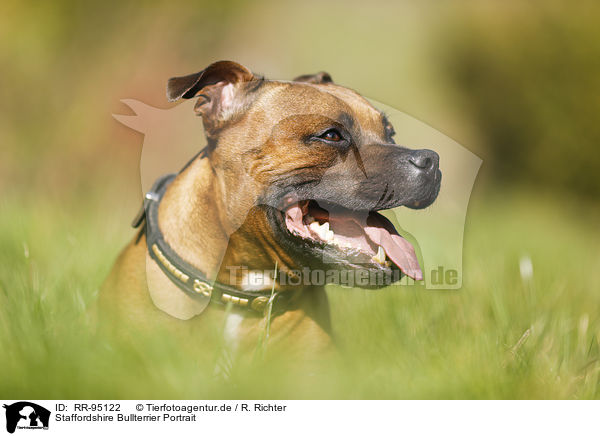 Staffordshire Bullterrier Portrait / RR-95122