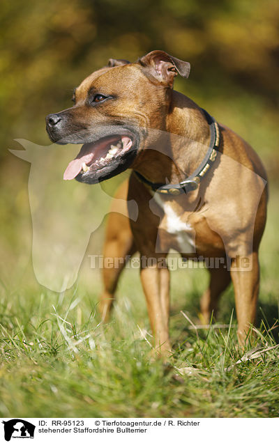 stehender Staffordshire Bullterrier / RR-95123