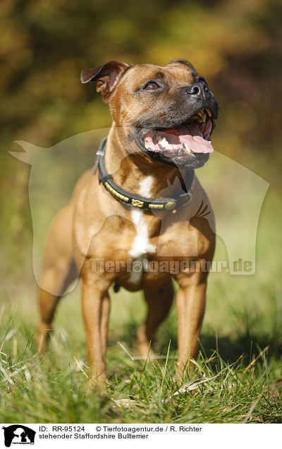 stehender Staffordshire Bullterrier / RR-95124