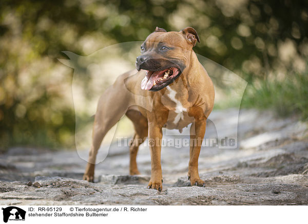 stehender Staffordshire Bullterrier / RR-95129