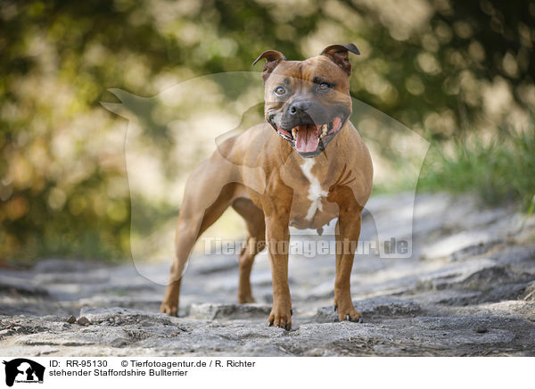 stehender Staffordshire Bullterrier / RR-95130