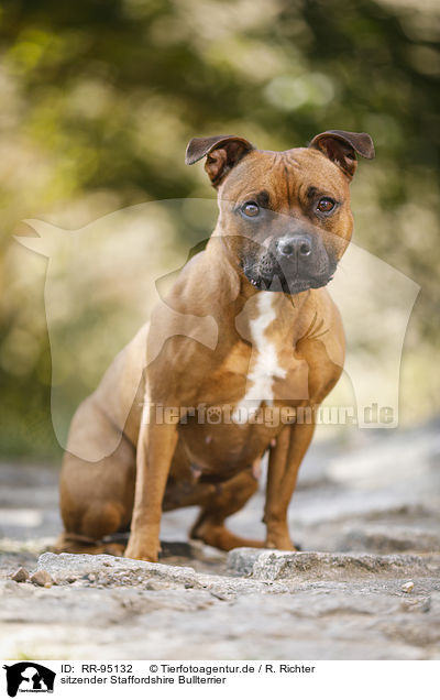 sitzender Staffordshire Bullterrier / RR-95132