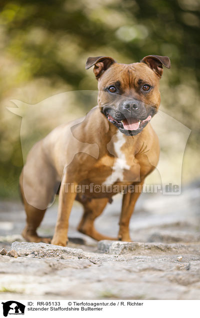 sitzender Staffordshire Bullterrier / sitting Staffordshire Bull Terrier / RR-95133