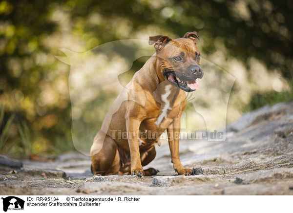 sitzender Staffordshire Bullterrier / RR-95134