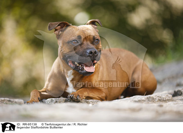 liegender Staffordshire Bullterrier / RR-95138