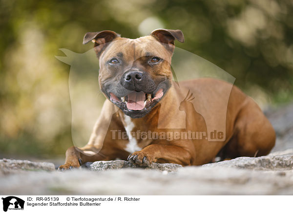 liegender Staffordshire Bullterrier / RR-95139