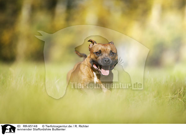 rennender Staffordshire Bullterrier / RR-95148