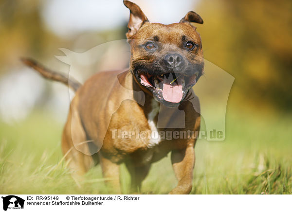 rennender Staffordshire Bullterrier / RR-95149