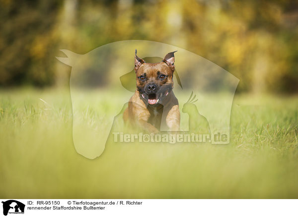 rennender Staffordshire Bullterrier / RR-95150