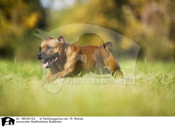 rennender Staffordshire Bullterrier / RR-95152