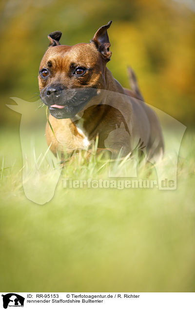 rennender Staffordshire Bullterrier / RR-95153