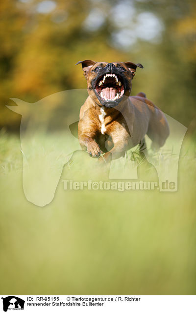 rennender Staffordshire Bullterrier / running Staffordshire Bull Terrier / RR-95155