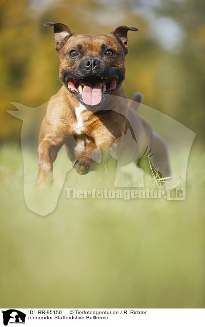 rennender Staffordshire Bullterrier / RR-95156