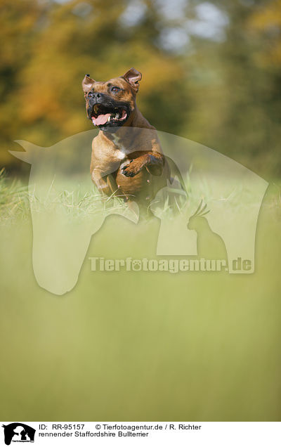 rennender Staffordshire Bullterrier / RR-95157