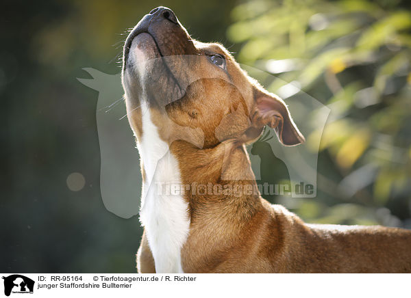 junger Staffordshire Bullterrier / RR-95164