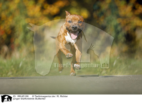 junger Staffordshire Bullterrier / RR-95166